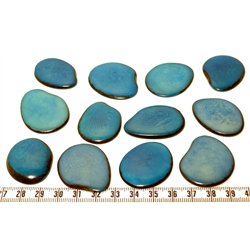 Tagua lame   moyenne bleu