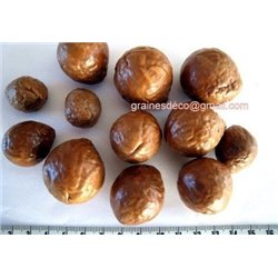 Macadamia