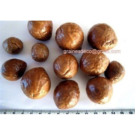 Macadamia