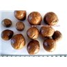 Macadamia