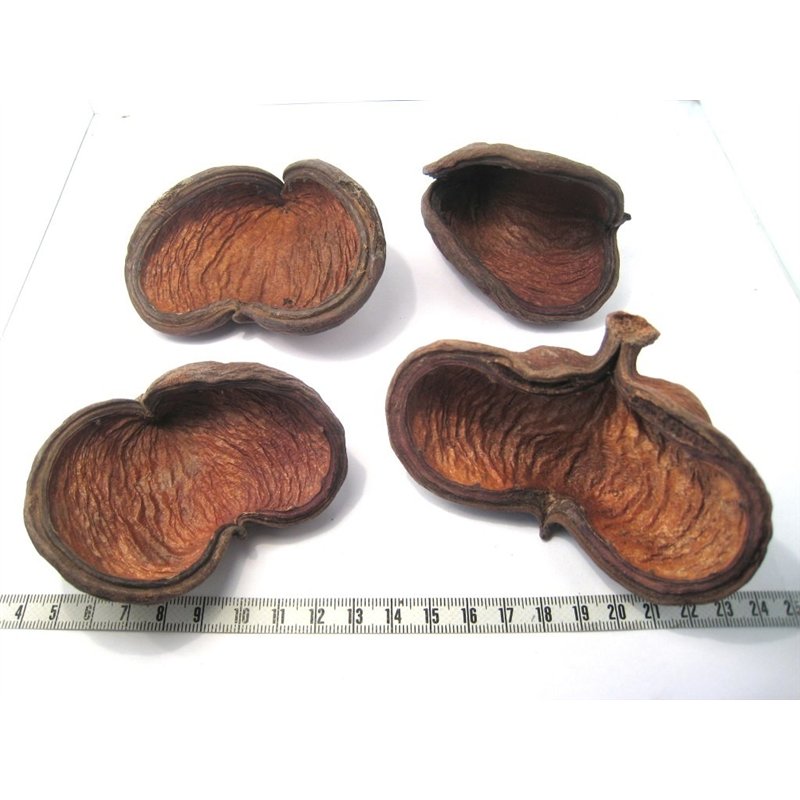 Olivier de Java fruit