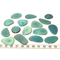 Tagua pétale  moyenne bleu