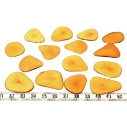 Tagua pétale  moyenne orange