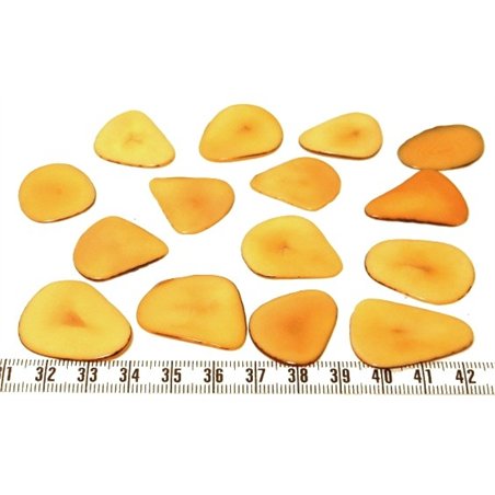Tagua pétale  moyenne orange