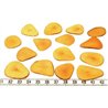 Tagua pétale  moyenne orange