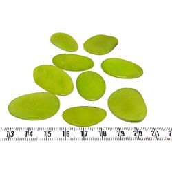 Tagua pétale grande vert