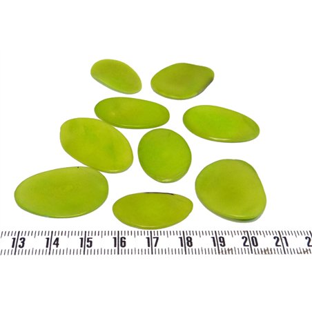 Tagua pétale grande vert