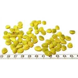 Tagua rocaille  vert
