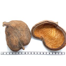 Olivier de Java fruit