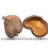 Olivier de Java fruit