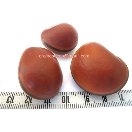 Oeil de bourrique marron