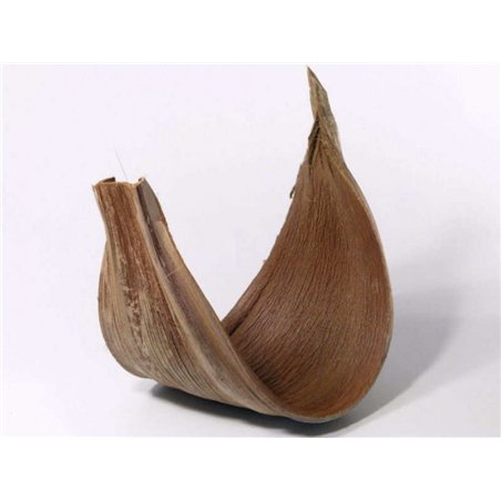 Coco spathe grand