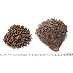 Tagua fruit