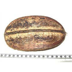 Ti cannot de Guyane