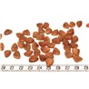 Tagua rocaille  marron