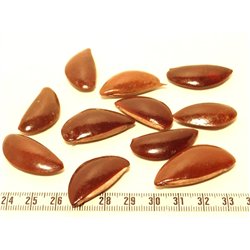 Sapotille