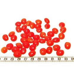 Caconnier orange
