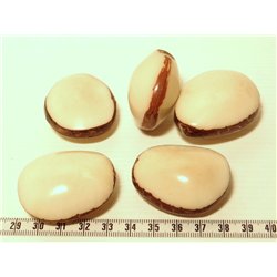 Tagua graine bombée blanc