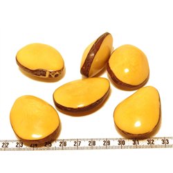 Tagua graine bombée jaune