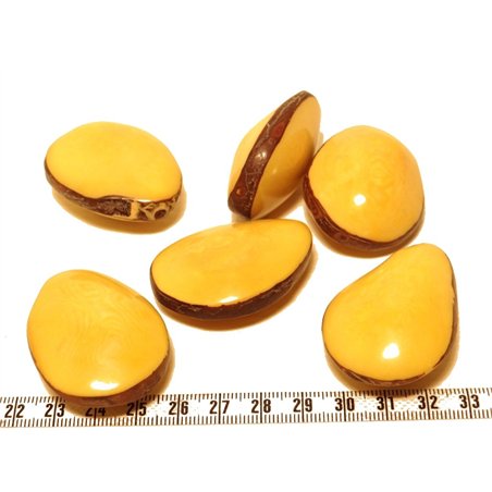 Tagua graine bombée jaune