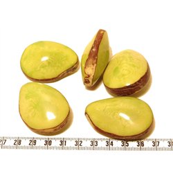 Tagua graine bombée vert