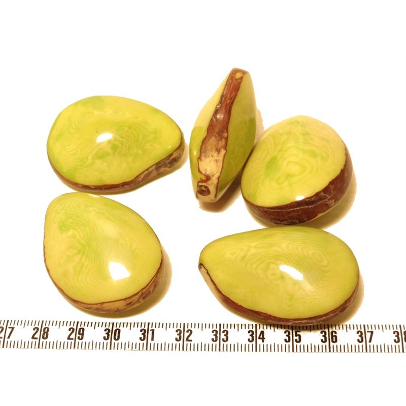 Tagua graine bombée vert x1