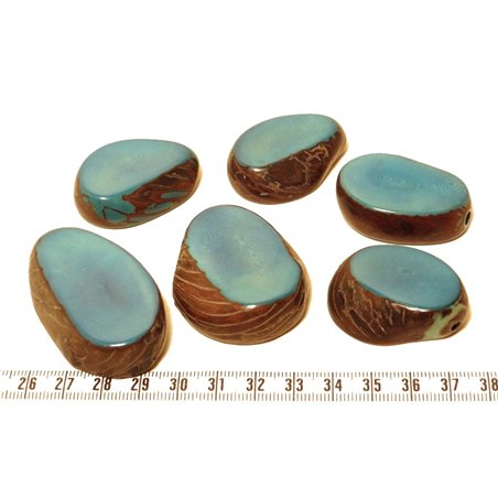 Tagua tranche bleu x1