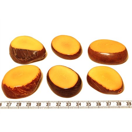 Tagua tranche orange
