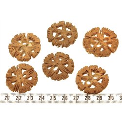 Vantanea