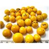 Paxi jaune