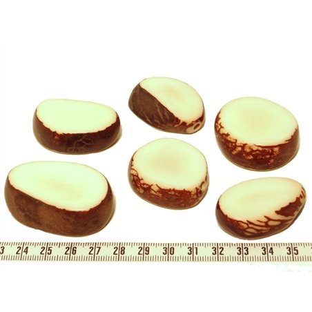 Tagua tranche blanc