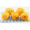 Tagua tronçon jaune