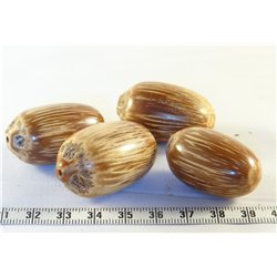 Palmier du Nicaragua poli