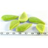 Tagua goutte vert