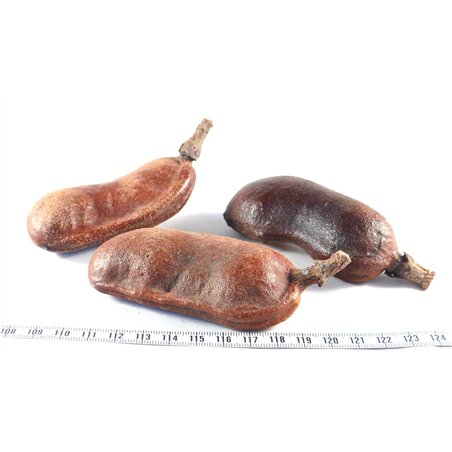 Courbaril fruit