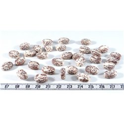 Palmier royal nain pastille ovale