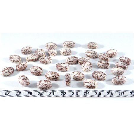 Palmier royal nain pastille ovale