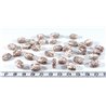 Palmier royal nain pastille ovale