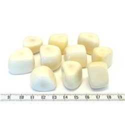Tagua tronçon blanc