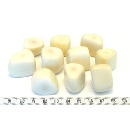 Tagua tronçon blanc