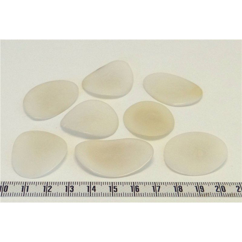 Tagua pétale grande blanc
