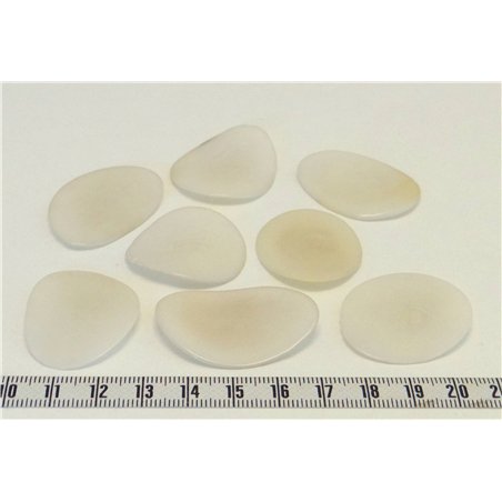 Tagua pétale grande blanc