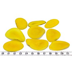 Tagua pétale grande jaune