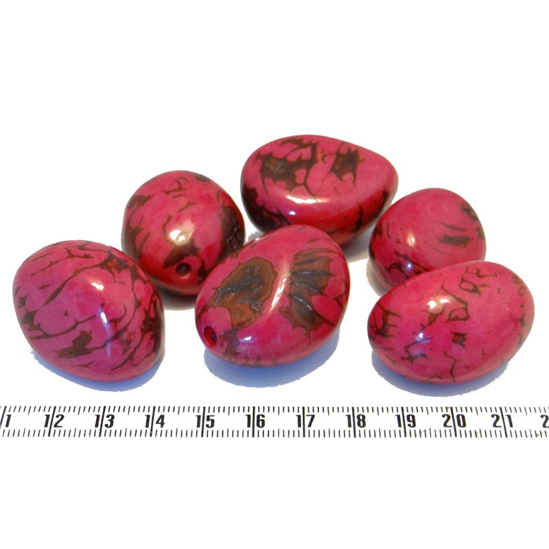 Tagua graine  nature
