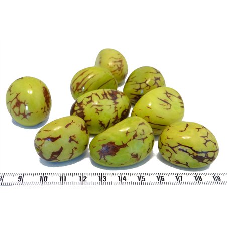 Tagua graine marbrée 3 cm vert