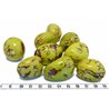 Tagua graine marbrée 3 cm vert
