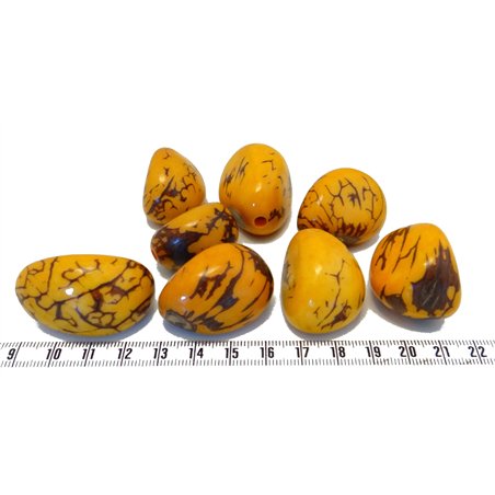 Tagua graine marbrée 3 cm orange