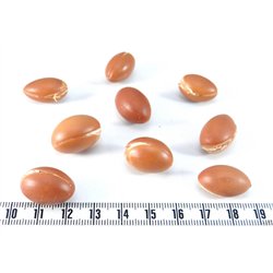 Argan