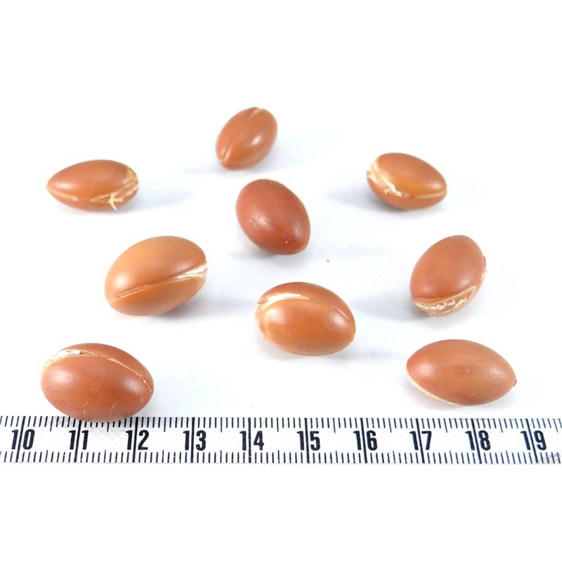 Argan