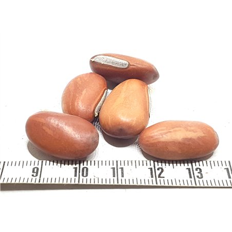 Gogan rouge mini d'Inde